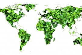 Tam, gdzie pieprz rośnie - z roślinami w podróż dookoła świata